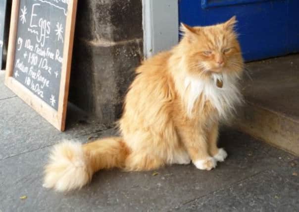 Hamish McHamish the cat is to have a statue in St Andrew's in his honour. Picture: submitted