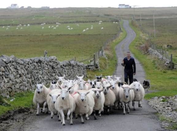 Scotlands farmers receive less support per hectare than any in Europe, NFUS has told the European Commission. Picture: Ian Rutherford