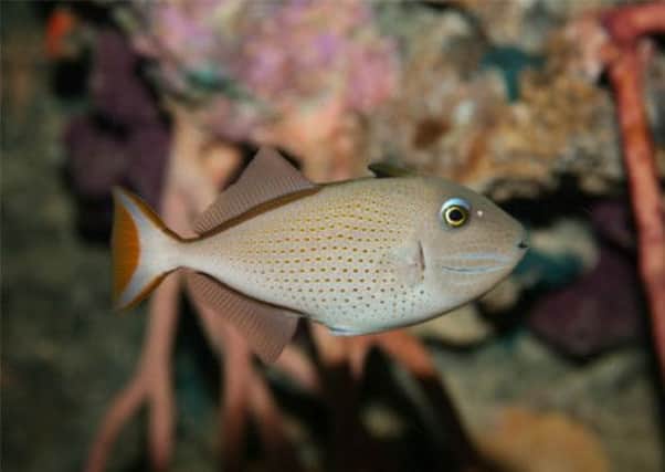The trigger fish is most commonly found in Mediterranean waters. Picture: Complimentary