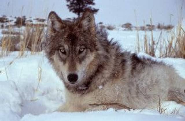 A collared wolf in Yellowstone National Park. Picture: Contributed
