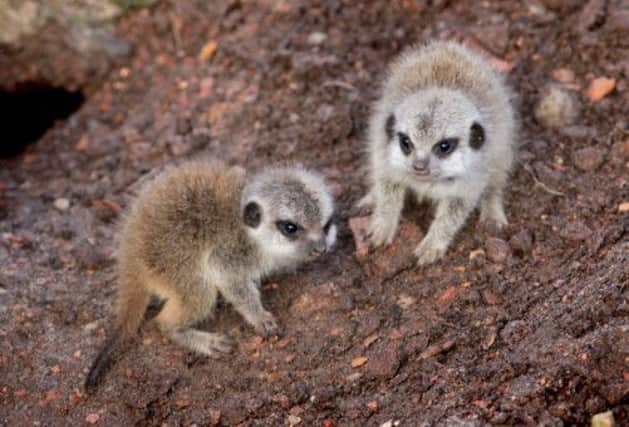 The two meerkat cubs were born to mum Annie who was badly burned in the fire. Picture: HeMedia