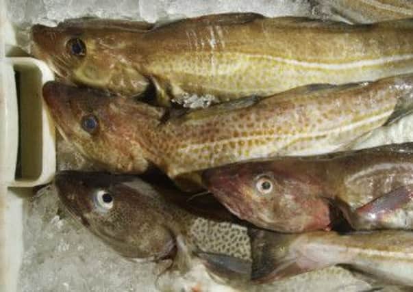 North Sea cod remains on the list of fish to avoid, produced by the MSC. Picture: Neil Hanna