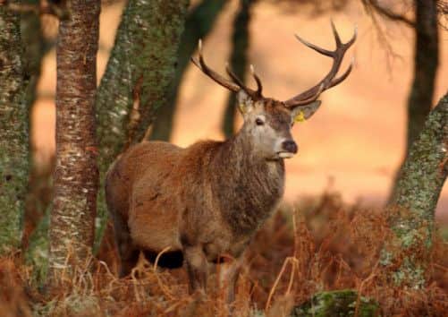 Scotland's deer population needs to be better managed in order to help improve the natural landscape. Picture: Stephen Mansfield