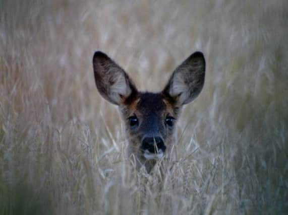 Research found that orphaned, young deer struggle to find food and shelter. Picture: Contributed