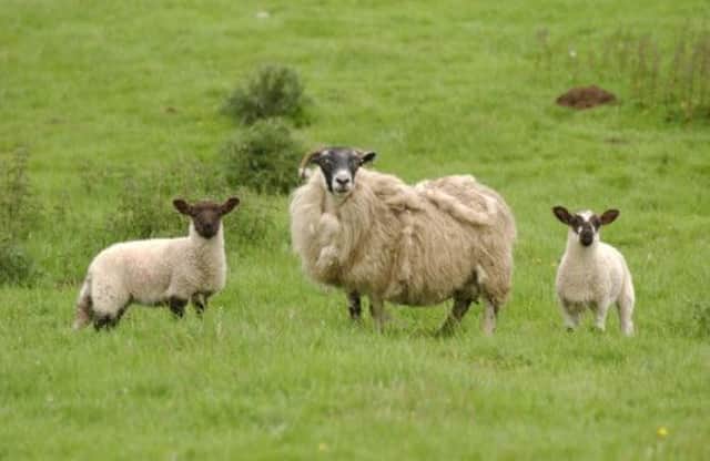 Downturn in sheep sector in 2012 is expected to be a blip. Picture: Phil Wilkinson