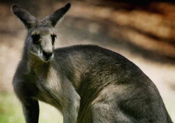 Exporters do not yet have permission to sell kangaroo meat to China but recent comments by officials in Canberra have put the industry in bullish mood. Picture: Getty