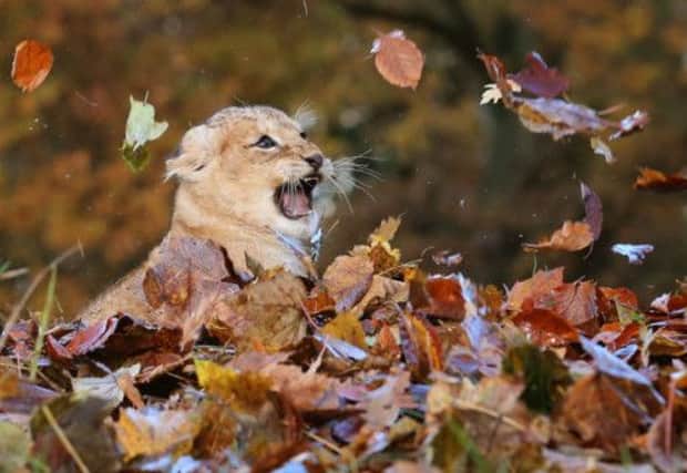 Karis, an eleven week old lion cub, plays in fallen leaves at Blair Drummond Safari Park. Picture: PA