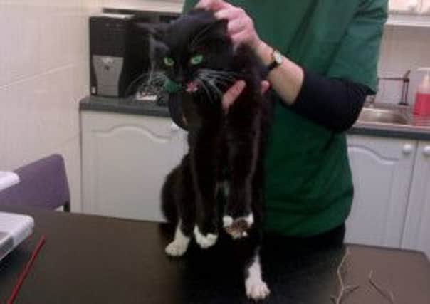The injured cat found in Edinburgh's Sir Harry Lauder Road. Picture: Contributed