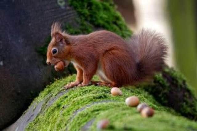 Alan Grant said: 'There is an increase in red squirrels in Perth and Kinross.' Picture: Contributed