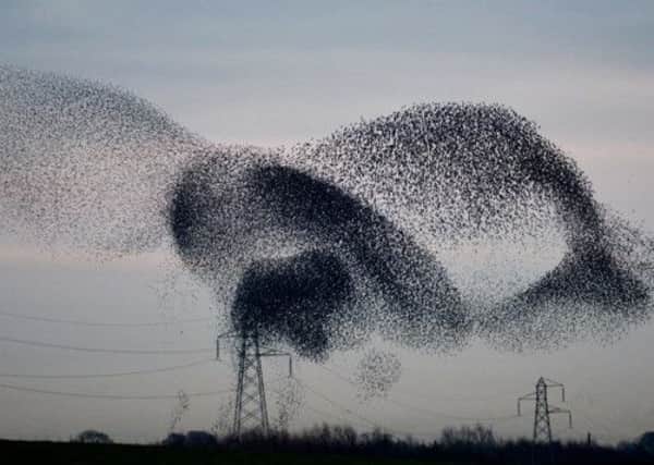 Thousands of starlings arrive in the small village of Rigg, near Gretna. Pictures: PA