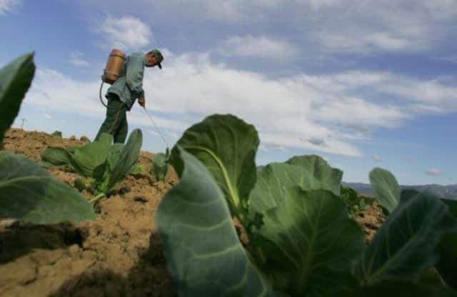Farmers across the world use pesticides to protect their crops. Picture: Getty