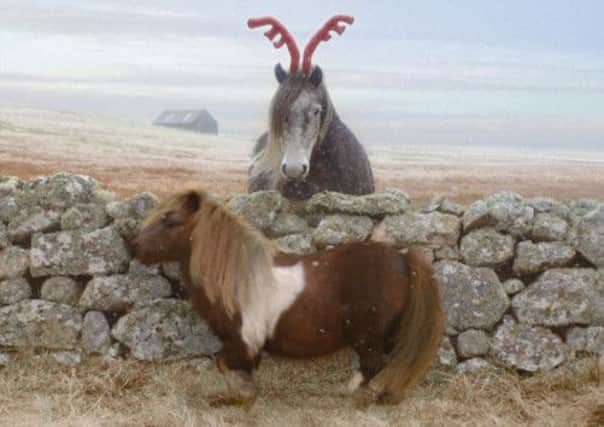 Socks dances past a bemused horse. Picture: Contributed