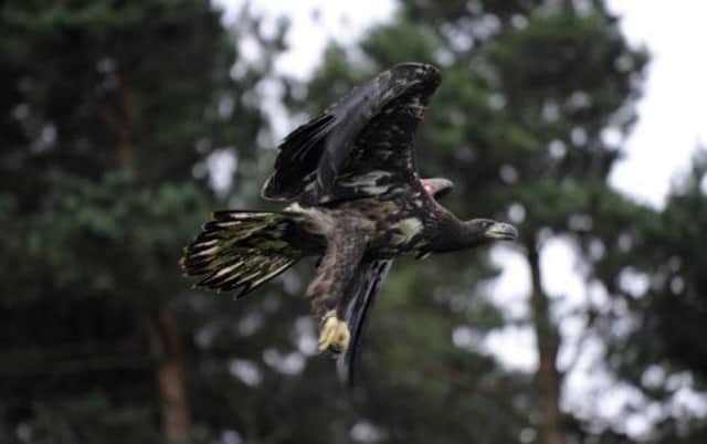 Scotlands sea eagles like to nest in old commercial conifer forests. Picture: Phil Wilkinson