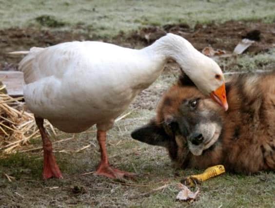 When introduced to Geraldine the goose, Rex the dog immediately mellowed and the two became inseparable. Picture: SWNS