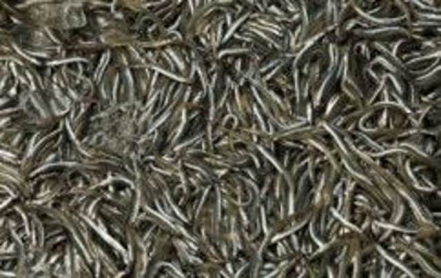 Thousands of tonnes of sandeels are used for animal feed and fertiliser. Picture: Getty