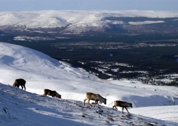 Reindeer on the snow covered Cairngorms near Aviemore . Picture: Tony Marsh