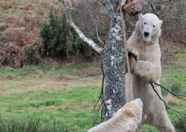 Arktos (front) and Walker (back), the resident polar bears at Highland Wildlife Park. Picture: PA