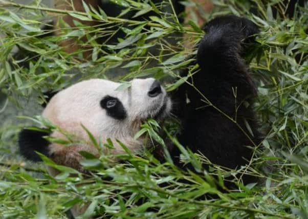 On this day in 2011 two giant pandas began settling into their new home at Edinburgh Zoo. Picture: Neil Hanna