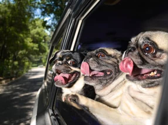Pugs feature in the new calendar. Picture: Barcroft Media