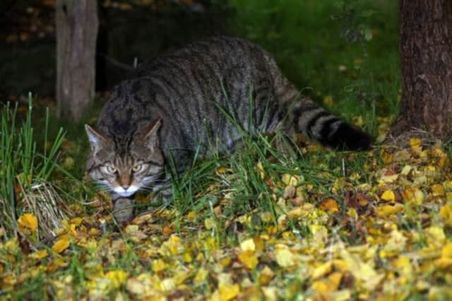 Camera trapping and genetic testing will help establish where Scottish wildcats are located. Picture:Neville Buck
