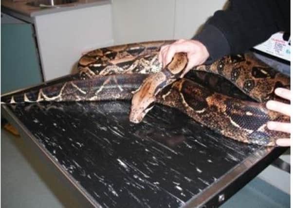 Hank the snake was found in woodland near Bathgate. Picture: SSPCA
