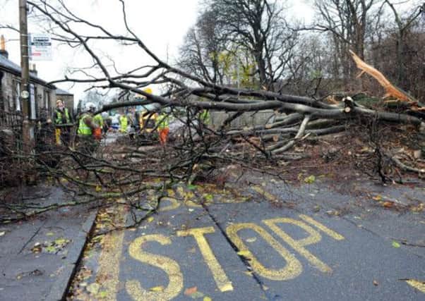 A tree felled by strong winds in Edinburgh during yesterday's extreme weather outbreak. Picture: Ian Rutherford