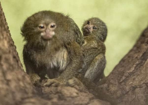 She-Ra, the pygmy marmoset, has become the proud mother of twins. Picture: Jane Barlow