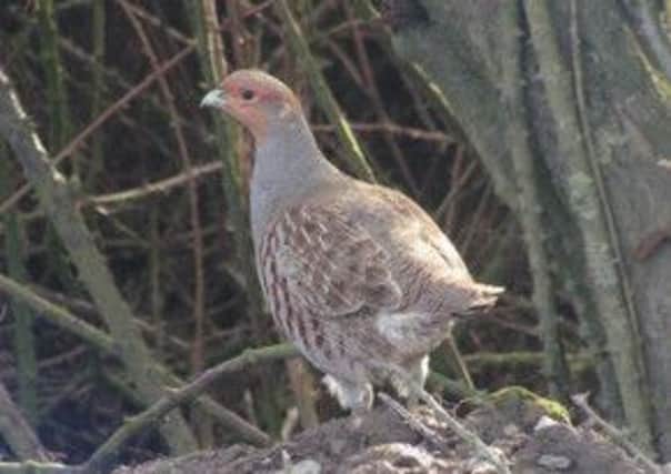 The Grey Partridge is one of the birds suffering a drop in numbers. Picture: Contributed