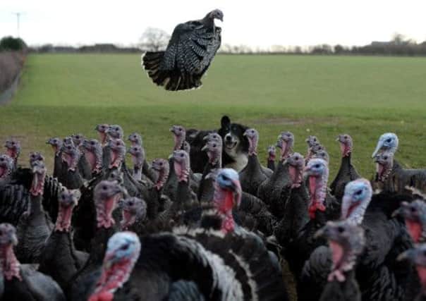Christmas turkeys set for reprieve as cash-strapped shoppers cut back. Picture: Getty