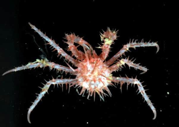 This Juvenile King Crab is among 30 new species found living under the Antarctic. Picture: SWNS