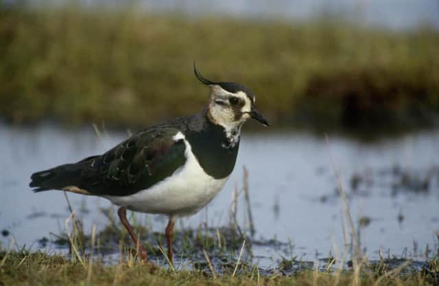 The beautiful lapwing has declined by 80 per cent. Picture: RSPB/PA