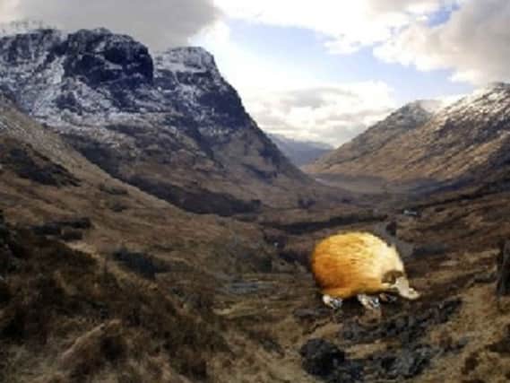 It takes time, skill and stealth to be a successful hunter of the haggis