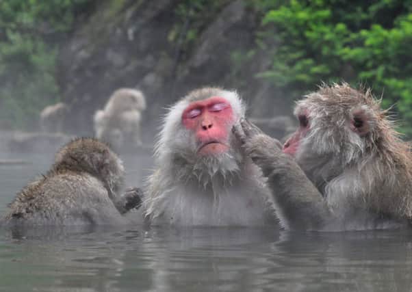Monkeys enjoy what looks like a spa treatment. Picture: Luca van Duran