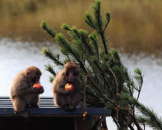The monkeys enjoy their Christmas meal. Pictures: HeMedia