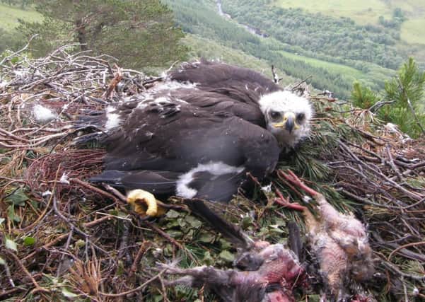 The poisoned Golden Eagle. Picture: RSPB