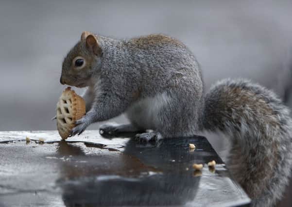 A squirrel, caught tucking into a mince pie. Picture: Michael McGurk