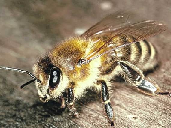 A Colonsay reserve is be created for the black bee