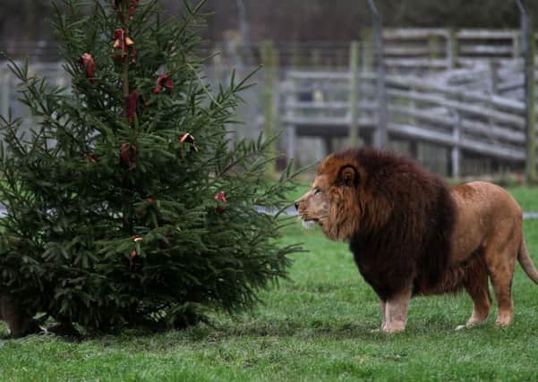 Dudley the African male lion looks at a meat decorated Christmas tree at Blair Drummong Safari Park. Picture: PA