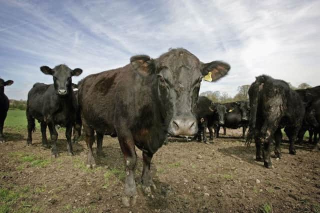 High prices for beef does not always mean long-term security. Picture: Getty