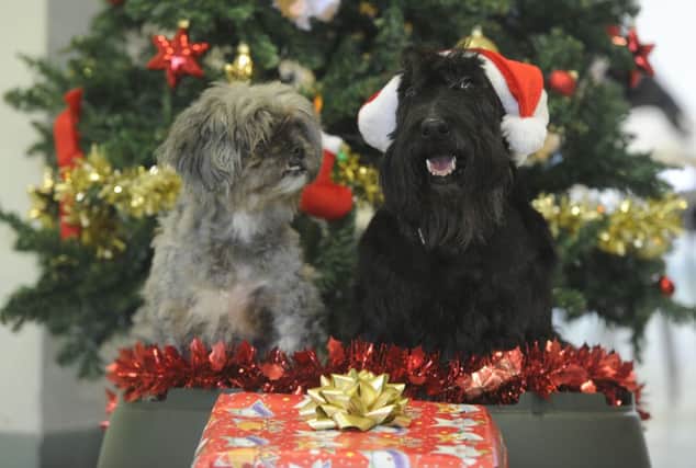 55 per cent of Britains 18 million household pets received a Christmas stocking full of goodies. Picture: Esme Allen