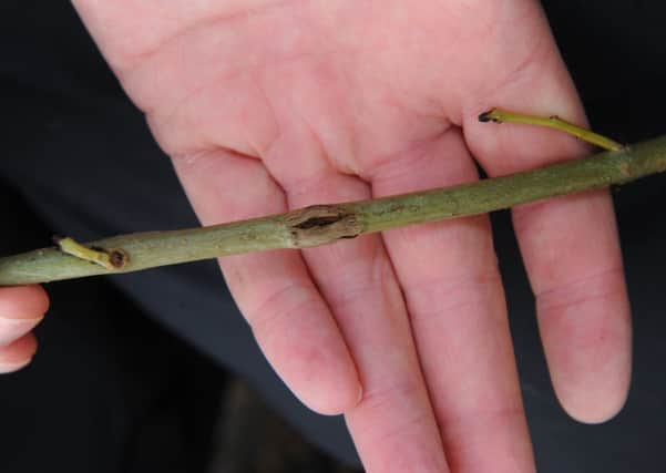 Ash dieback has now affected 115 sites in Scotland. Picture: Robert Perry