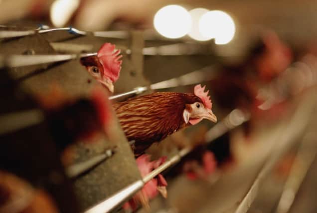 NFU chief Nigel Miller is concerned about future for many chicken producers. Picture: Getty