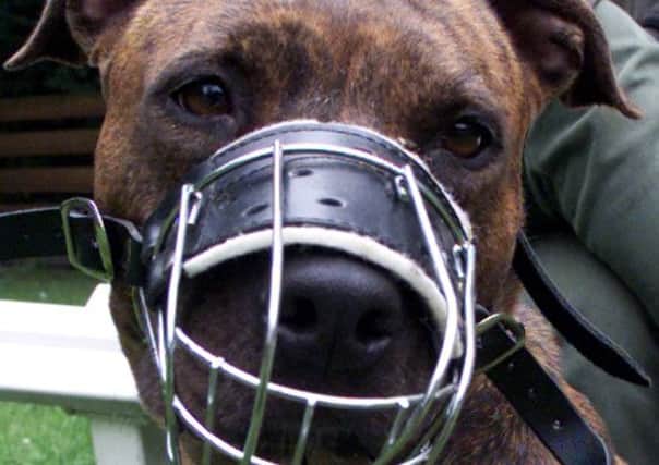 Proposals to make dogs wear muzzles in public are among measures to be considered by a Scottish Government consultation. Picture: AP