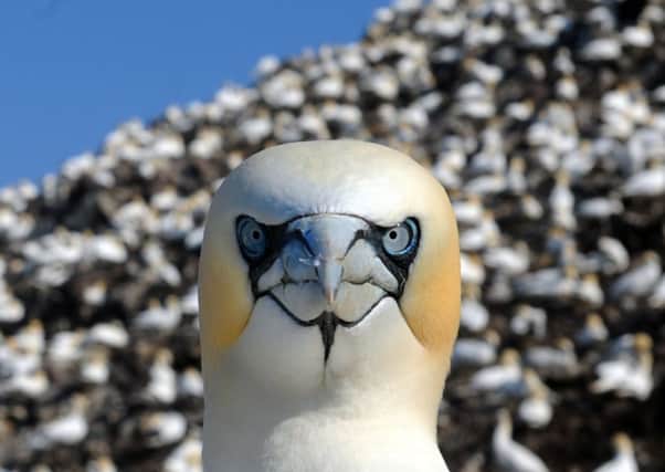 Gannets pictured on the Bass Rock in East Lothian. Picture: Jane Barlow
