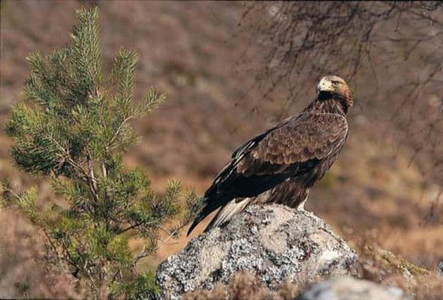 Golden eagles are found in the Flow Country. Picture: PA