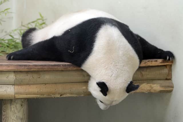 Edinburgh Zoo panda Tian Tian in her enclosure. Picture:  Neil Hanna