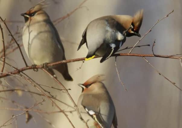 Waxwing Bombycilla garrulus. Picture: Contributed