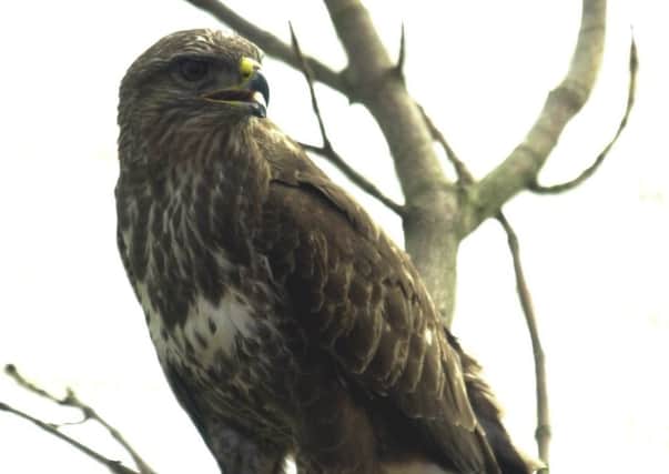 The buzzard was found by a member of the public. Picture: TSPL