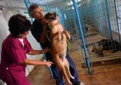 A vet vaccinates an adopted dog at an animal sanctuary in Bucharest. Picture: Getty