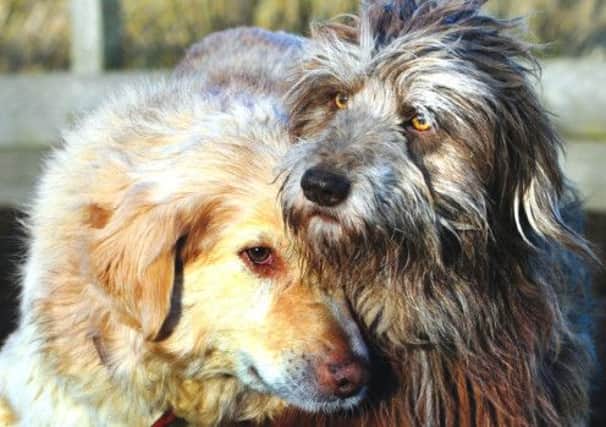 Two dogs brought recently from Romania enjoy their new life at the Islay Dog Rescue Centre. Picture: Robert Perry